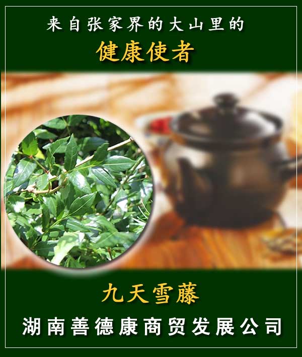 九天雪藤